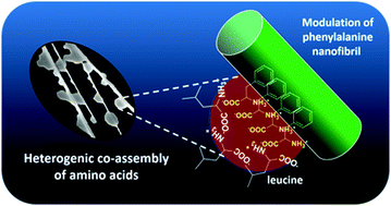 Graphical abstract: Understanding the self-ordering of amino acids into supramolecular architectures: co-assembly-based modulation of phenylalanine nanofibrils