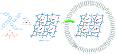 Graphical abstract: Synthesis and short DNA in situ loading and delivery of 4 nm-aperture flexible organic frameworks