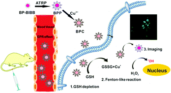 Graphical abstract: Benzoperylene-grafted and Cu2+ chelated polymeric nanoparticles for GSH depletion and chemodynamic therapy