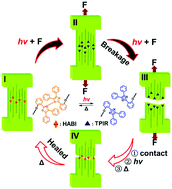 Graphical abstract: Visible-light-induced scission and rapid healing of polyurethane elastomers based on photoswitchable hexaarylbiimidazole units