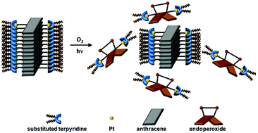 Graphical abstract: Dinuclear anthracene-containing alkynylplatinum(ii) terpyridine complexes with photo-modulated self-assembly behaviors