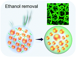 Graphical abstract: A green and facile strategy for the fabrication of all-natural porous proteinaceous microspheres