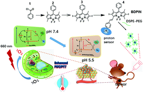 Graphical abstract: Designing a lysosome targeting nanomedicine for pH-triggered enhanced phototheranostics