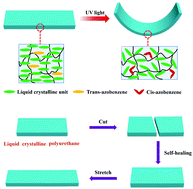 Graphical abstract: A facile approach for the preparation of liquid crystalline polyurethane for light-responsive actuator films with self-healing performance