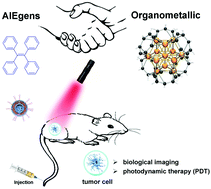 Graphical abstract: Organometallic AIEgens for biological theranostics