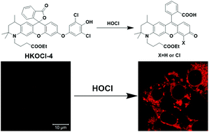 Graphical abstract: HKOCl-4: a rhodol-based yellow fluorescent probe for the detection of hypochlorous acid in living cells and tissues