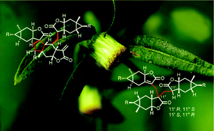 Graphical abstract: Tricarabrols A–C, three anti-inflammatory sesquiterpene lactone trimers featuring a methylene-tethered linkage from Carpesium faberi