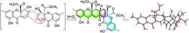 Graphical abstract: Nidulaxanthone A, a xanthone dimer with a heptacyclic 6/6/6/6/6/6/6 ring system from Aspergillus sp.-F029