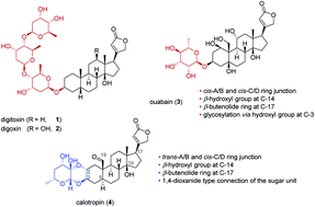 Graphical abstract: Towards the synthesis of calotropin and related cardenolides from 3-epiandrosterone: A-ring related modifications