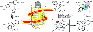 Graphical abstract: Facile synthesis of the daphnane and tigliane framework by semi-flow tube-based-bubbling photooxidation and diastereoselective conjugate addition
