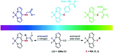 Graphical abstract: BODIPY-amino acid conjugates – tuning the optical response with a meso-heteroatom