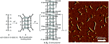 Graphical abstract: π–π stacked DNA G-wire nanostructures formed by a short G-rich oligonucleotide containing a 3′–3′ inversion of polarity site