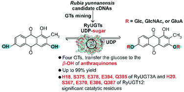 Graphical abstract: Discovery and characterization of four glycosyltransferases involved in anthraquinone glycoside biosynthesis in Rubia yunnanensis