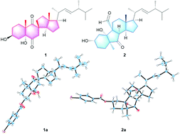 Graphical abstract: Pleurocorols A and B: rearranged steroids from the fruiting bodies of Pleurotus cornucopiae