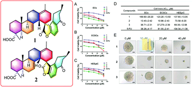 Graphical abstract: Spiromyrrhenes A–D: unprecedented diterpene–sesquiterpene heterodimers as intermolecular [4 + 2] cycloaddition products from Resina Commiphora that inhibit tumor stemness in esophageal cancer