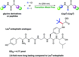 Graphical abstract: Photo-induced preparation of unnatural α-amino acids: synthesis and characterization of novel Leu5-enkephalin analogues