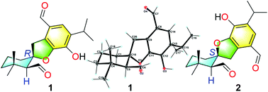 Graphical abstract: Spirodesertols A and B, two highly modified spirocyclic diterpenoids with an unprecedented 6-isopropyl-3H-spiro[benzofuran-2,1′-cyclohexane] motif from Salvia deserta