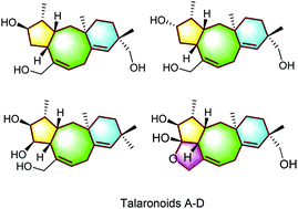 Graphical abstract: Talaronoids A–D: four fusicoccane diterpenoids with an unprecedented tricyclic 5/8/6 ring system from the fungus Talaromyces stipitatus