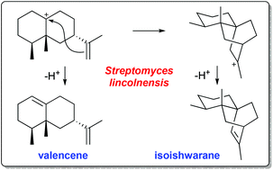 Graphical abstract: Isoishwarane synthase from Streptomyces lincolnensis