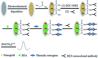 Graphical abstract: Detection of four phenolic oestrogens by a novel electrochemical immunosensor based on a hexestrol monoclonal antibody