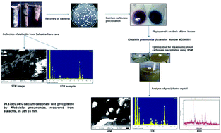 Graphical abstract: Analysis and optimization of process parameters for in vitro biomineralization of CaCO3 by Klebsiella pneumoniae, isolated from a stalactite from the Sahastradhara cave