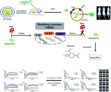 Graphical abstract: Study on mechanism of elemene reversing tumor multidrug resistance based on luminescence pharmacokinetics in tumor cells in vitro and in vivo