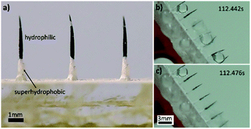 Graphical abstract: Fog collection on a superhydrophobic/hydrophilic composite spine surface