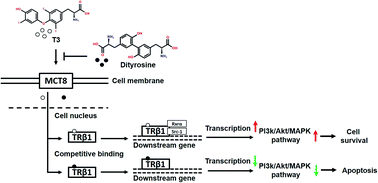 Graphical abstract: Dityrosine suppresses the cytoprotective action of thyroid hormone T3 via inhibiting thyroid hormone receptor-mediated transcriptional activation