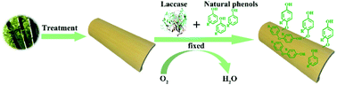 Graphical abstract: Mold resistance of bamboo after laccase-catalyzed attachment of thymol and proposed mechanism of attachment