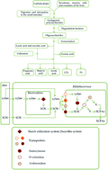 Graphical abstract: Structural features, interaction with the gut microbiota and anti-tumor activity of oligosaccharides