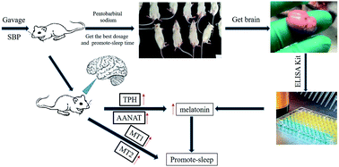 Graphical abstract: A study of the mechanism of small-molecule soybean-protein-derived peptide supplement to promote sleep in a mouse model