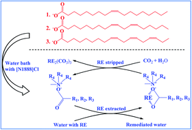 Graphical abstract: Functionalized ionic liquids based on vegetable oils for rare earth elements recovery