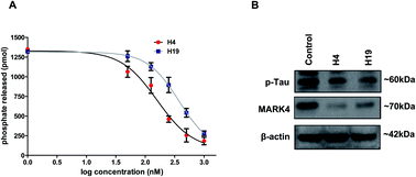 Graphical abstract: Discovery of 4-(2-(dimethylamino)ethoxy)benzohydrazide derivatives as prospective microtubule affinity regulating kinase 4 inhibitors