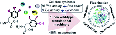 Graphical abstract: Translational incorporation of modified phenylalanines and tyrosines during cell-free protein synthesis