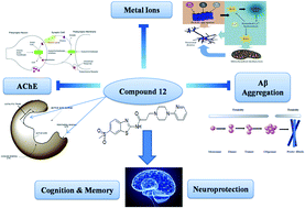 Graphical abstract: Development of novel N-(6-methanesulfonyl-benzothiazol-2-yl)-3-(4-substituted-piperazin-1-yl)-propionamides with cholinesterase inhibition, anti-β-amyloid aggregation, neuroprotection and cognition enhancing properties for the therapy of Alzheimer's disease