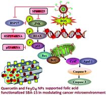 Graphical abstract: Folic acid-conjugated magnetic mesoporous silica nanoparticles loaded with quercetin: a theranostic approach for cancer management