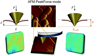 Graphical abstract: Fast automated processing of AFM PeakForce curves to evaluate spatially resolved Young modulus and stiffness of turgescent cells