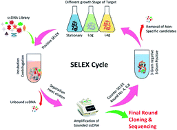 Graphical abstract: Selection of potential aptamers for specific growth stage detection of Yersinia enterocolitica