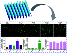 Graphical abstract: Biointerface topography mediates the interplay between endothelial cells and monocytes