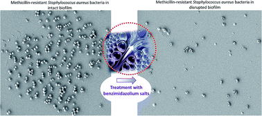 Graphical abstract: Benzimidazolium salts prevent and disrupt methicillin-resistant Staphylococcus aureus biofilms