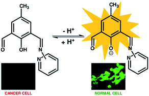 Graphical abstract: 4-Methyl-2,6-diformylphenol based biocompatible chemosensors for pH: discrimination between normal cells and cancer cells