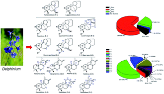 Graphical abstract: An overview of the chemical constituents from the genus Delphinium reported in the last four decades