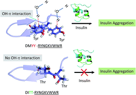 Graphical abstract: De Novo designed 13 mer hairpin-peptide arrests insulin and inhibits its aggregation: role of OH–π interactions between water and hydrophobic amino acids