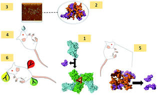 Graphical abstract: In silico and in vivo studies of gp120-HIV-derived peptides in complex with G4-PAMAM dendrimers