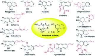 Graphical abstract: Recent advances in the chemistry and biology of azaphilones