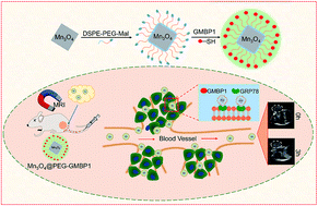 Graphical abstract: GMBP1-conjugated manganese oxide nanoplates for in vivo monitoring of gastric cancer MDR using magnetic resonance imaging