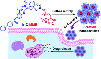 Graphical abstract: Amphiphilic irinotecan–melampomagnolide B conjugate nanoparticles for cancer chemotherapy