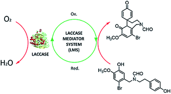 Graphical abstract: Biomimetic synthesis of galantamine via laccase/TEMPO mediated oxidative coupling