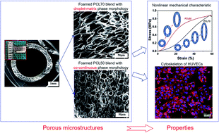 Graphical abstract: Fabrication of fibrillated and interconnected porous poly(ε-caprolactone) vascular tissue engineering scaffolds by microcellular foaming and polymer leaching