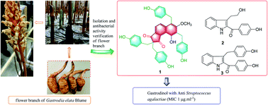 Graphical abstract: Three new compounds from the flower branch of Gastrodia elata Blume and anti-microbial activity